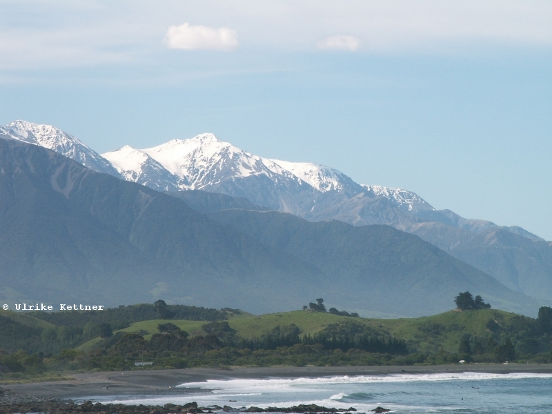 Bei Kaikoura: Hoch- und Mittelgebirge, Mischwald und Meeresstrand in einem Bild - das gibts nur in Neuseeland